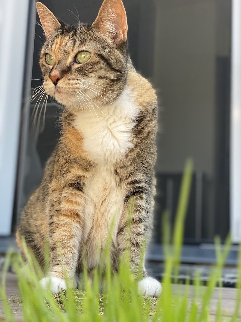 Fond Farewell In Home Euthanasia photo 4