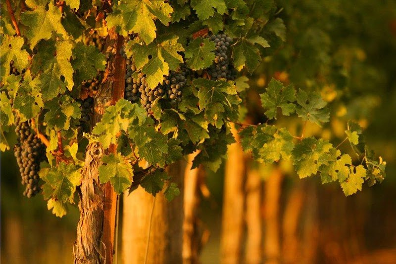 Photo of Winegrowers of Dry Creek Valley