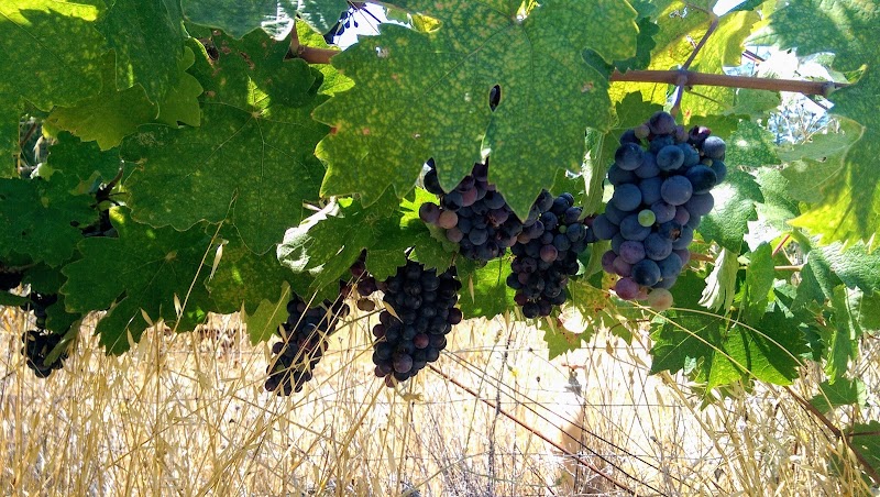 Winegrowers of Dry Creek Valley photo 2