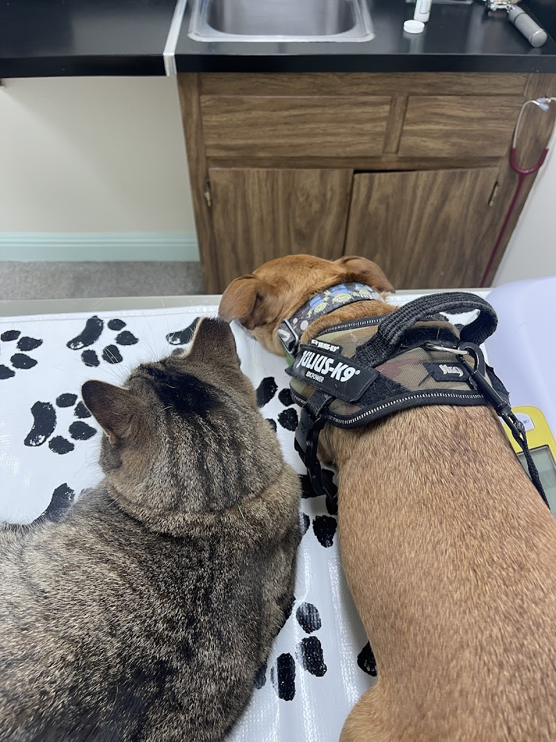 Disney Pet Hospital photo 2