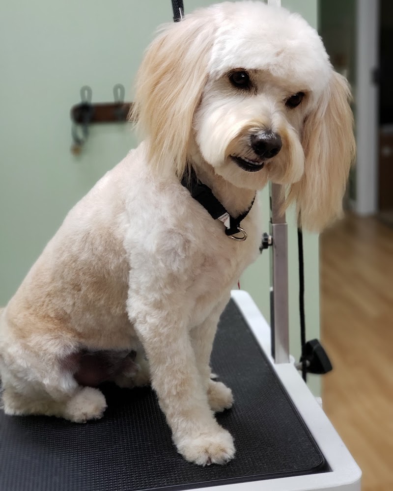 Photo of The Pooch Parlor