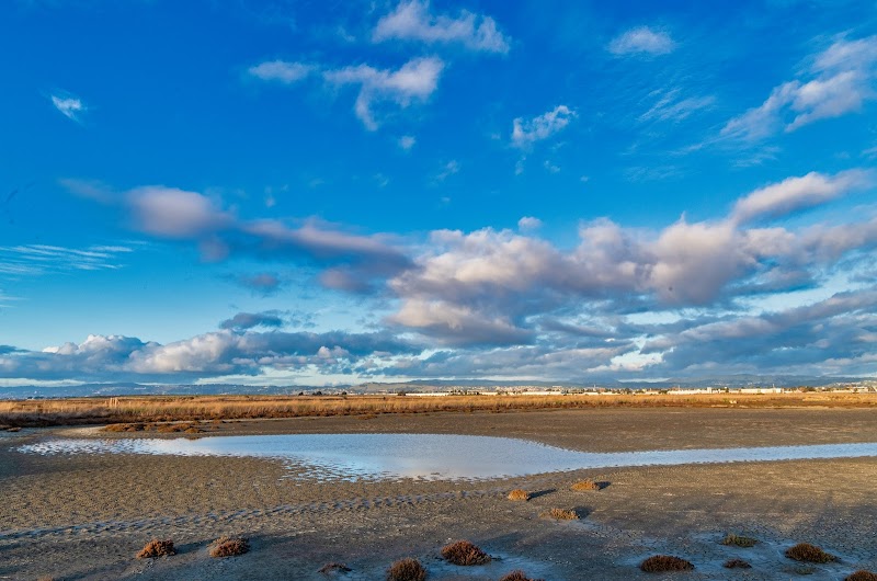 Hayward Regional Shoreline photo 4