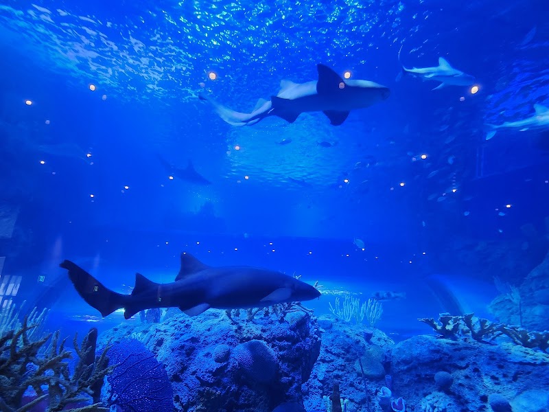 Photo of Mote Science Education Aquarium (SEA)