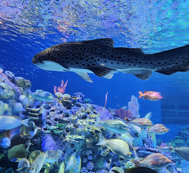 Mote Science Education Aquarium (SEA) photo 2