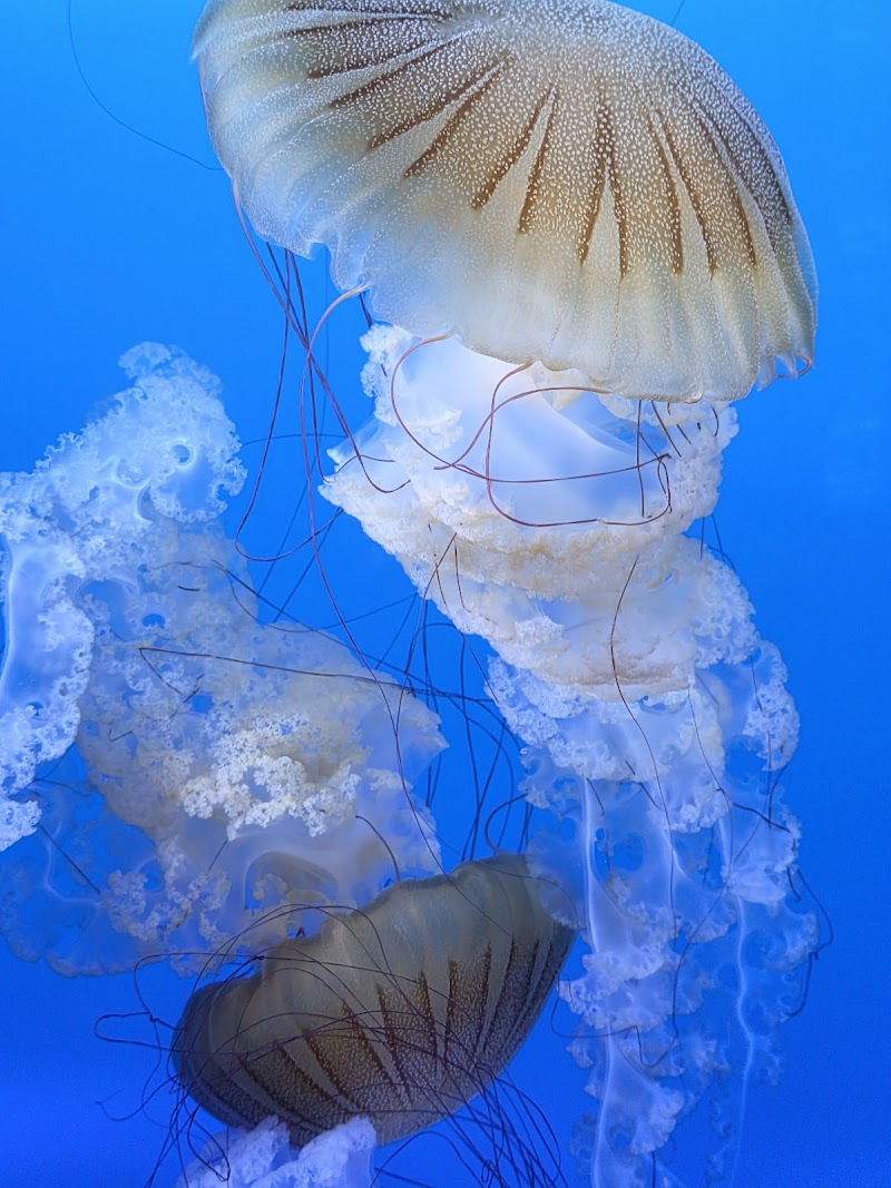 Mote Science Education Aquarium (SEA) photo 3