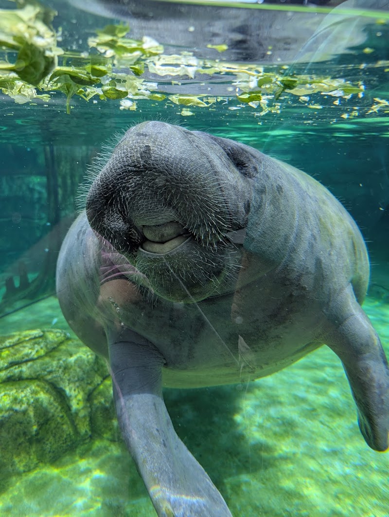 Mote Science Education Aquarium (SEA) photo 4