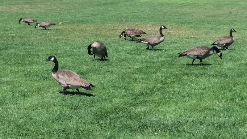 Bridgepointe Park photo 4
