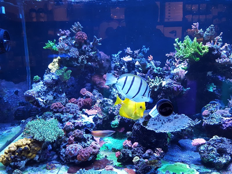World Wide Corals photo 4