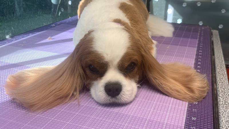 Photo of Rainbow Pet Groomer (Mobile)