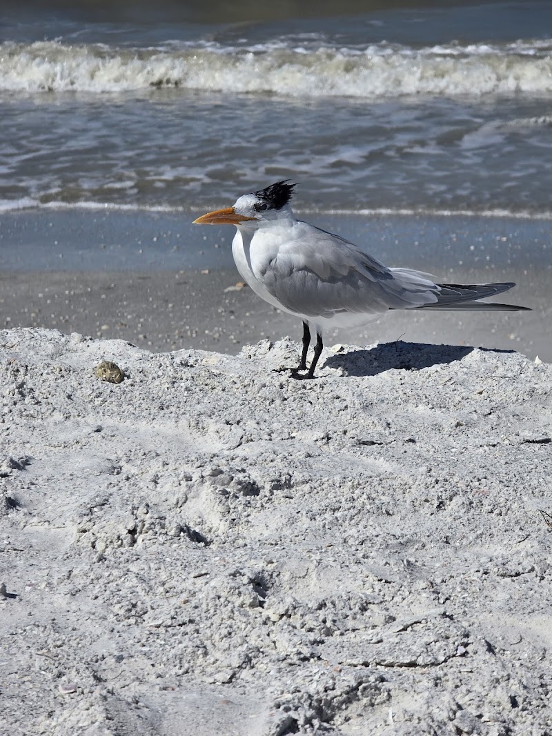 Belleair Beach photo 5