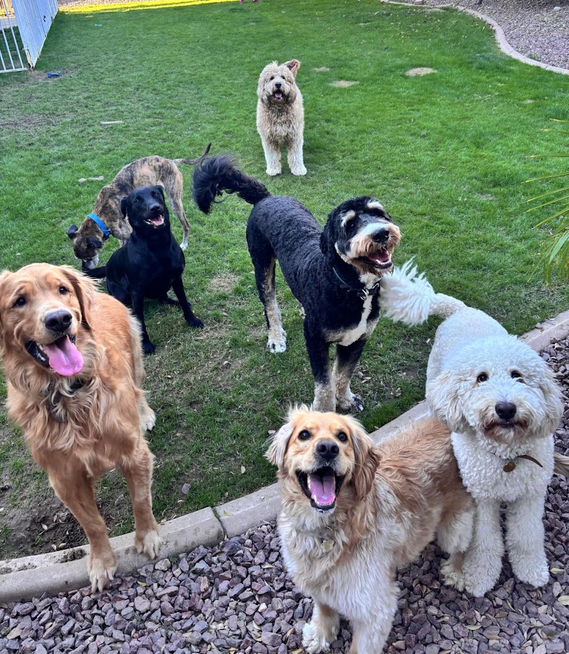 Photo of Mamma's Doggy Pet Sitting & Boarding