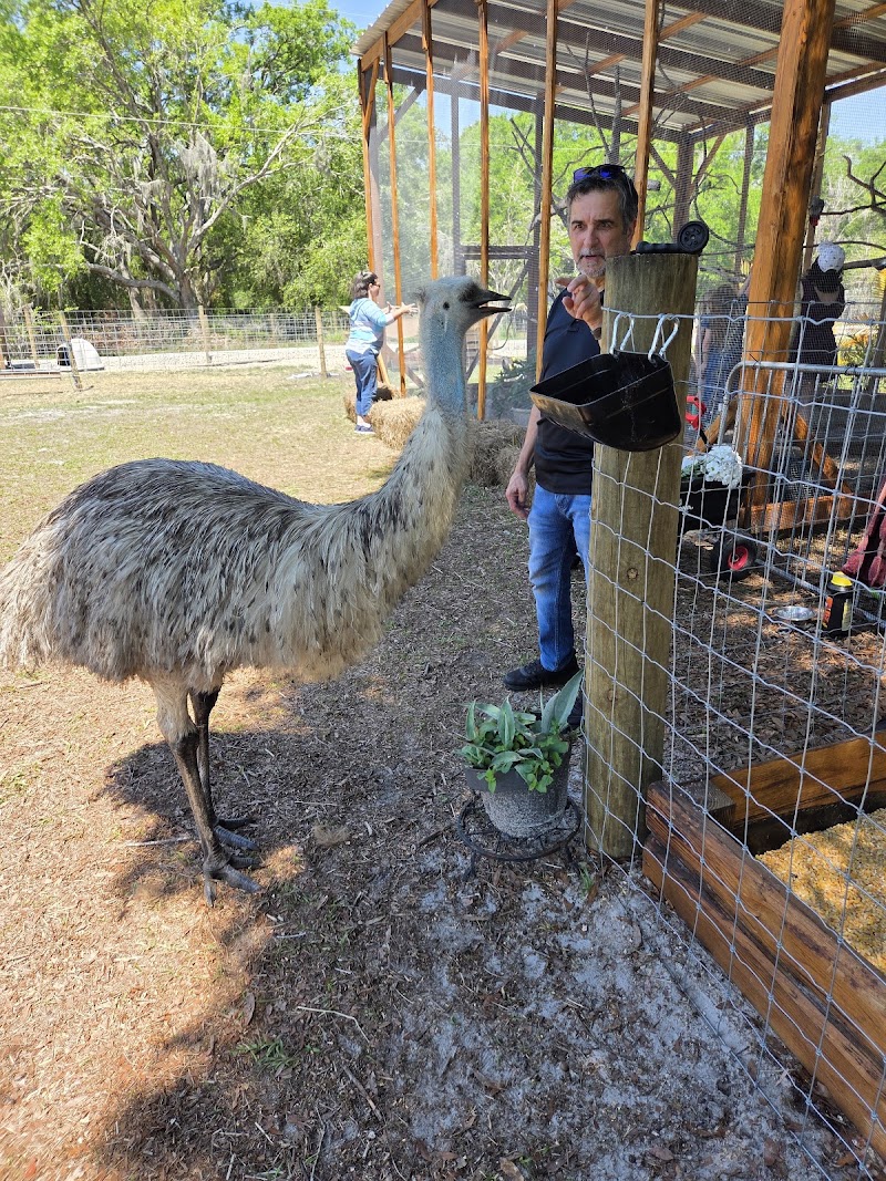 Photo of Country Critters FL