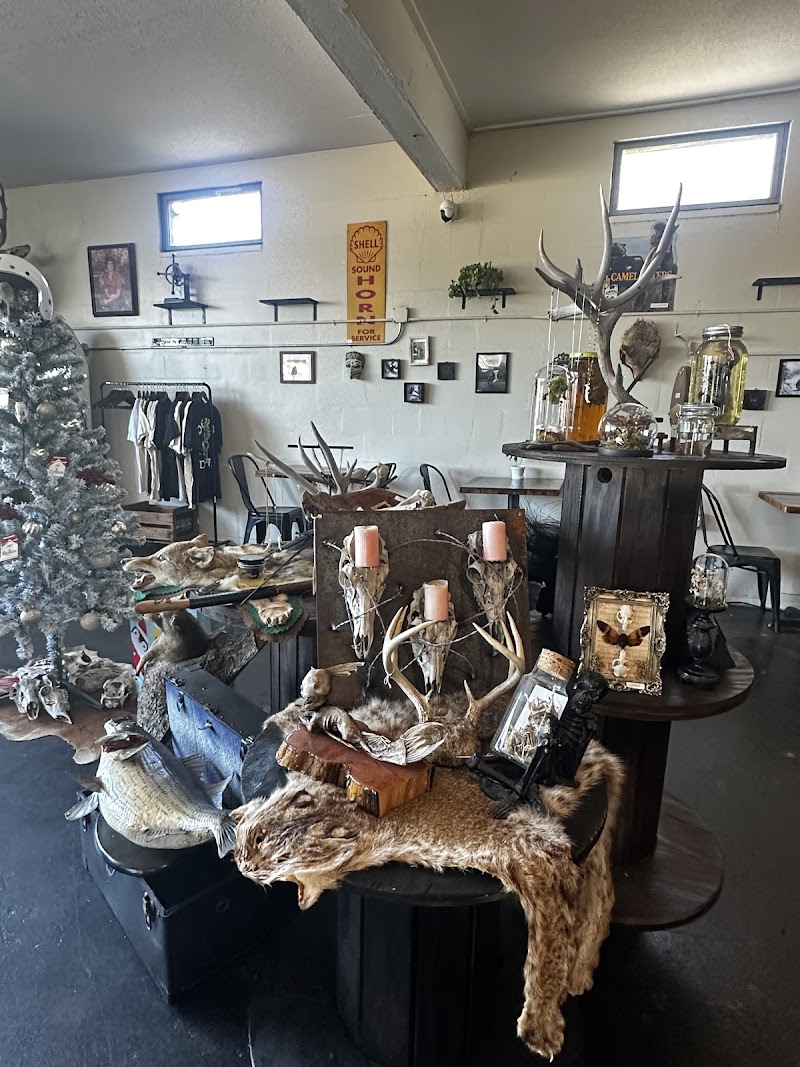 Haggard Coffee & Oddities photo 4