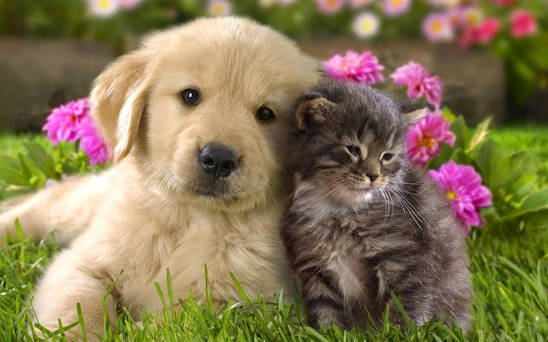Photo of All About Animals Inc