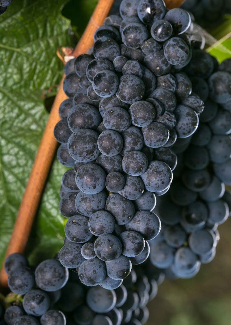 Inman Family Wines photo 3