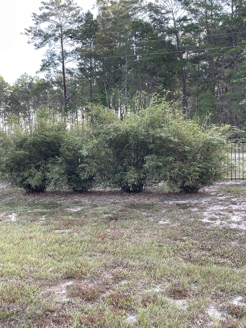 Johnson Bamboo photo 4