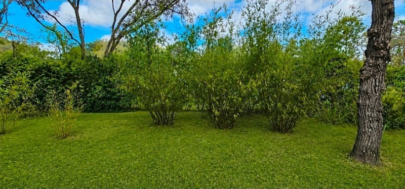 Johnson Bamboo photo 3