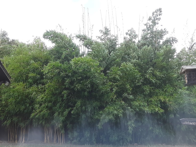 Johnson Bamboo photo 2