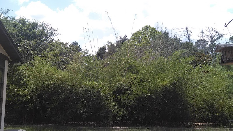 Photo of Johnson Bamboo