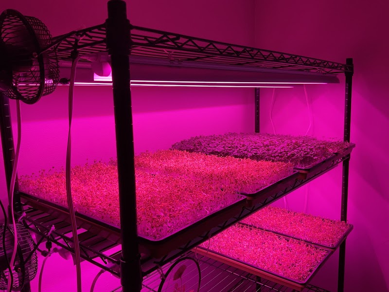 TwinLeaf Microgreens photo 5