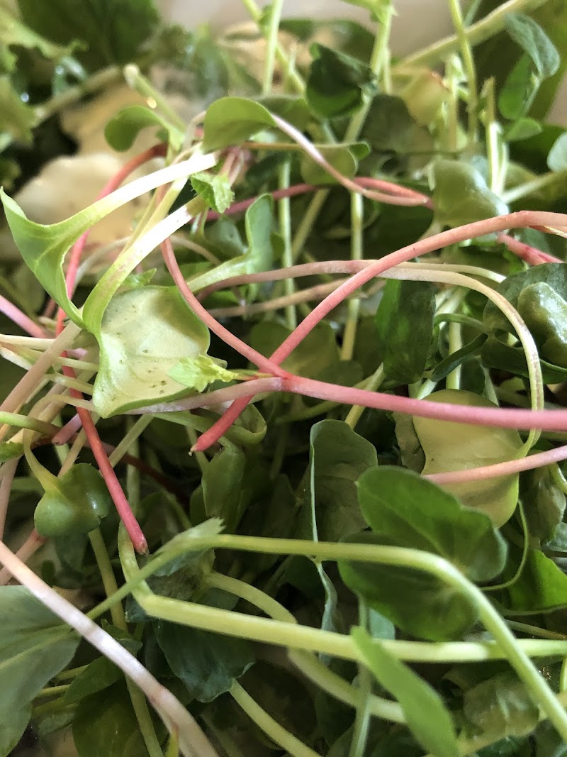 TwinLeaf Microgreens photo 4