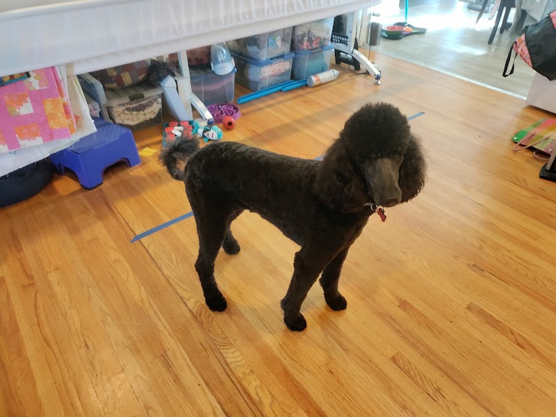 Photo of Sirius Pet Grooming