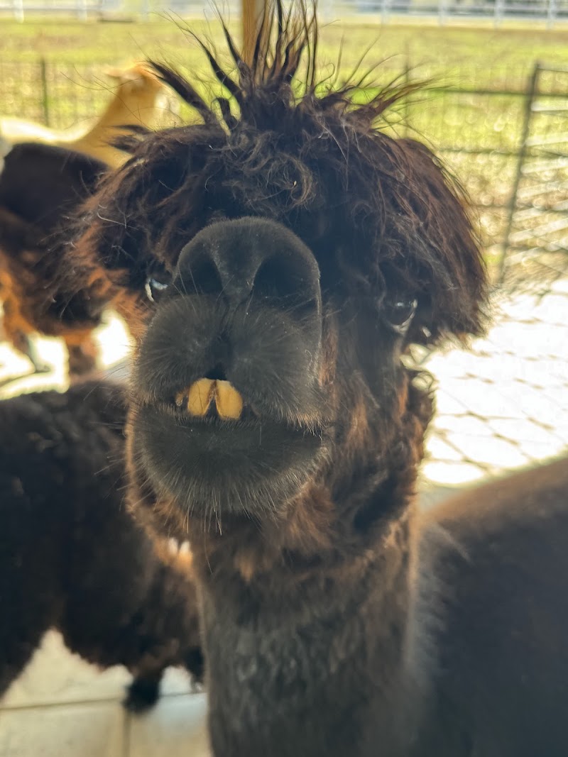 Photo of Golden spirit alpaca ranch