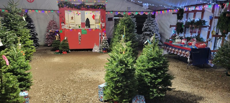 Photo of Pete’s Christmas Trees