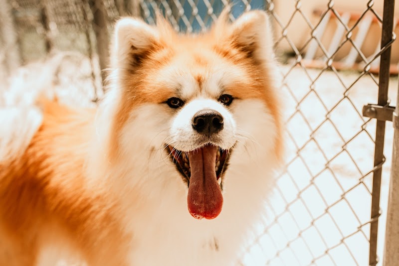 Happy Pets photo 3