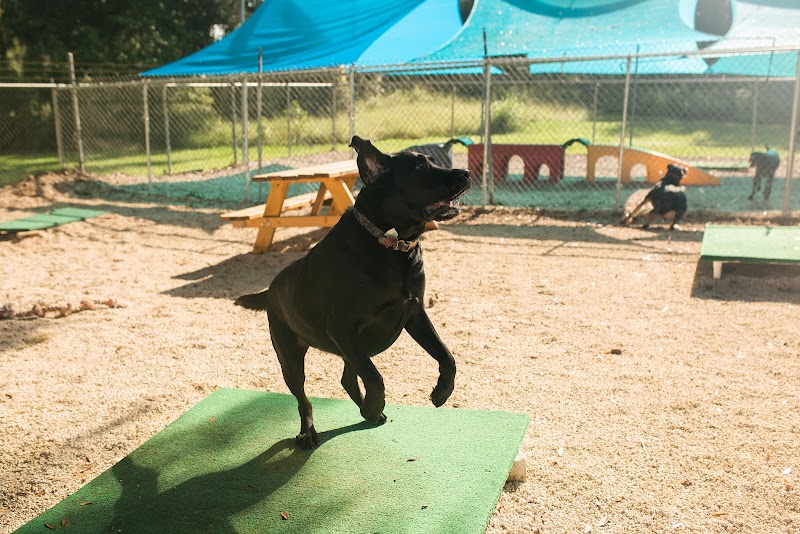 Happy Pets photo 2