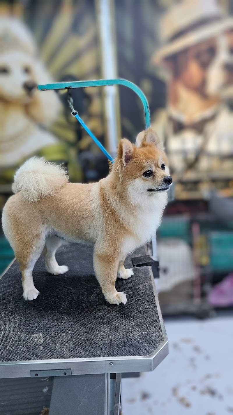 All In One Pet Parlor - Dog & Cat Grooming photo 5