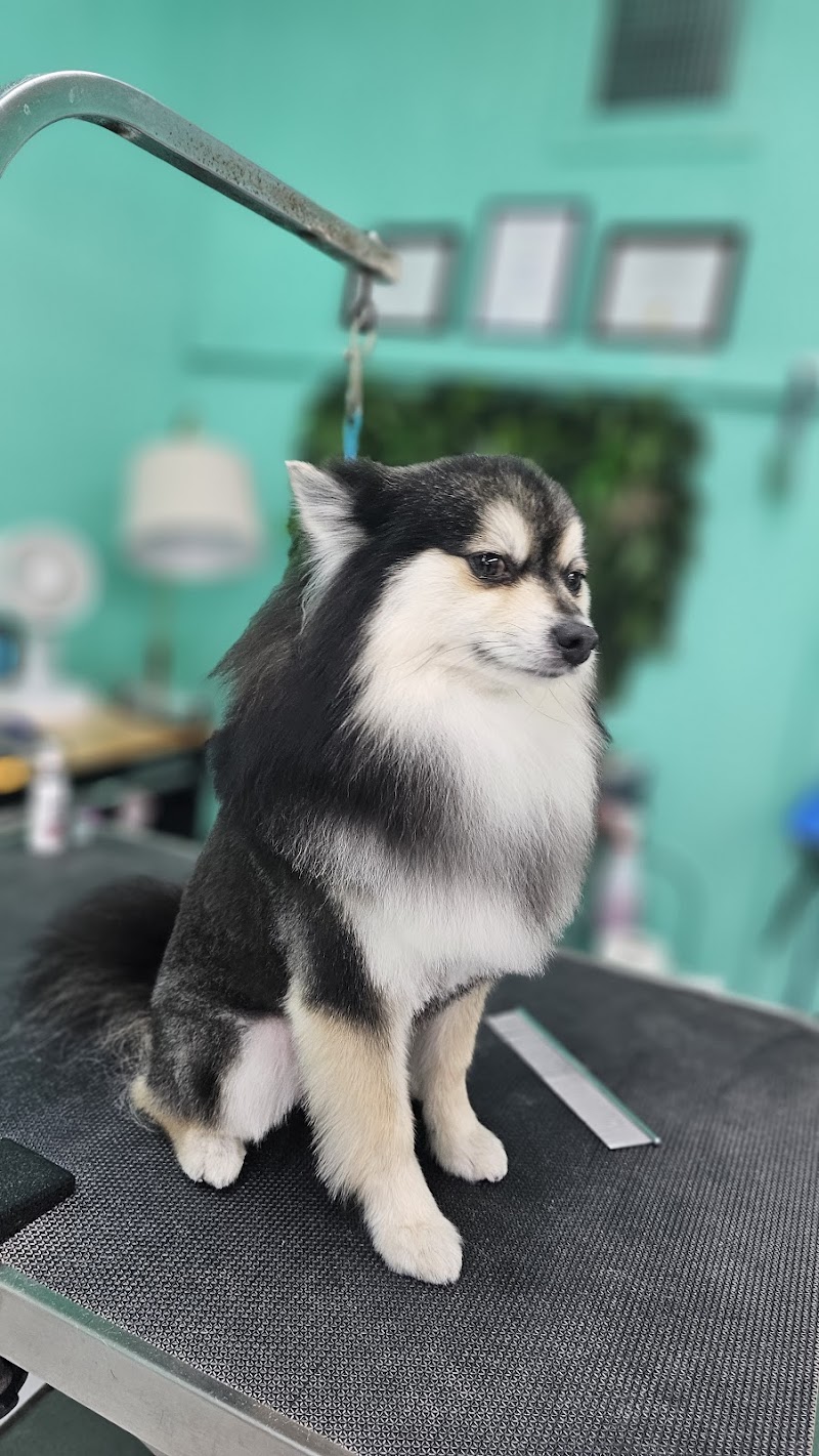 All In One Pet Parlor - Dog & Cat Grooming photo 2
