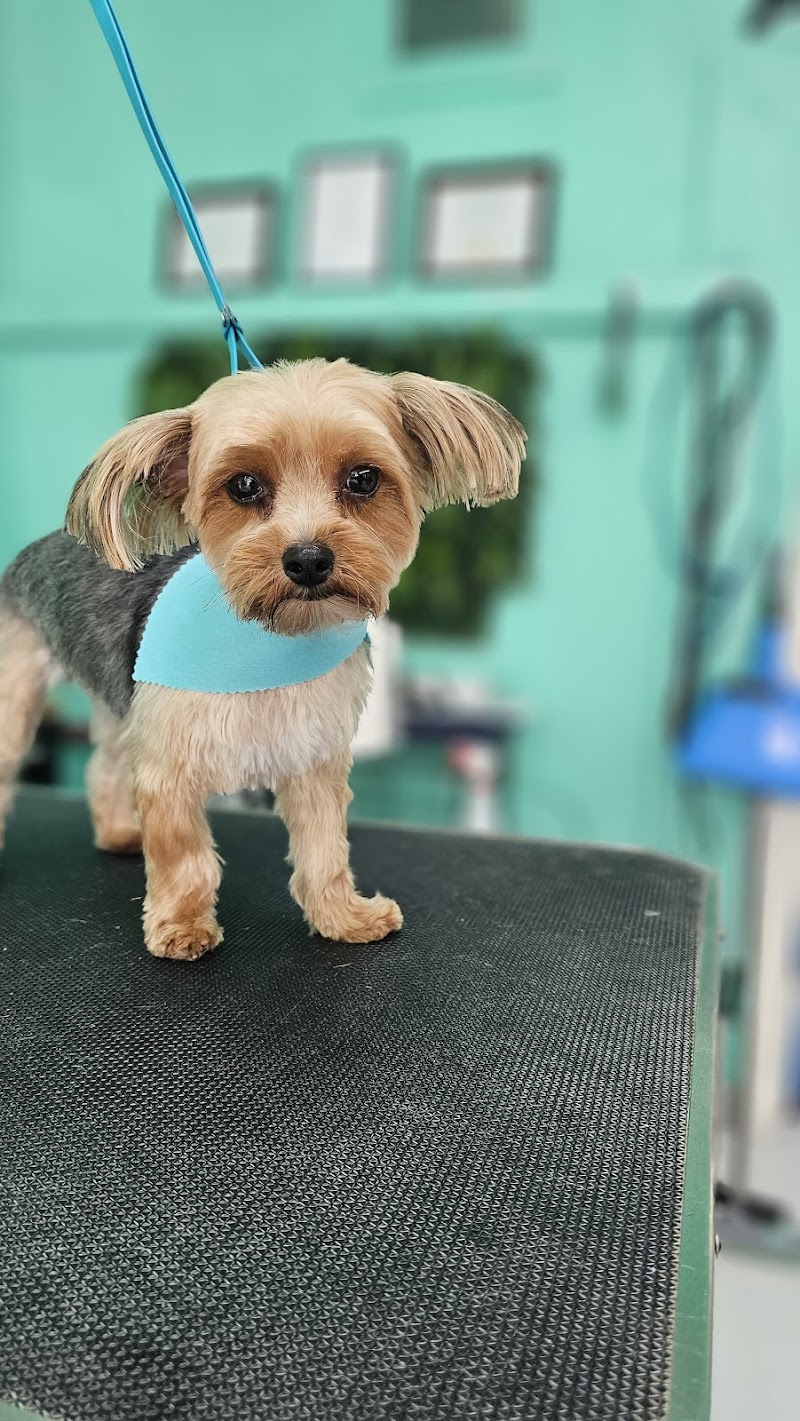All In One Pet Parlor - Dog & Cat Grooming photo 3