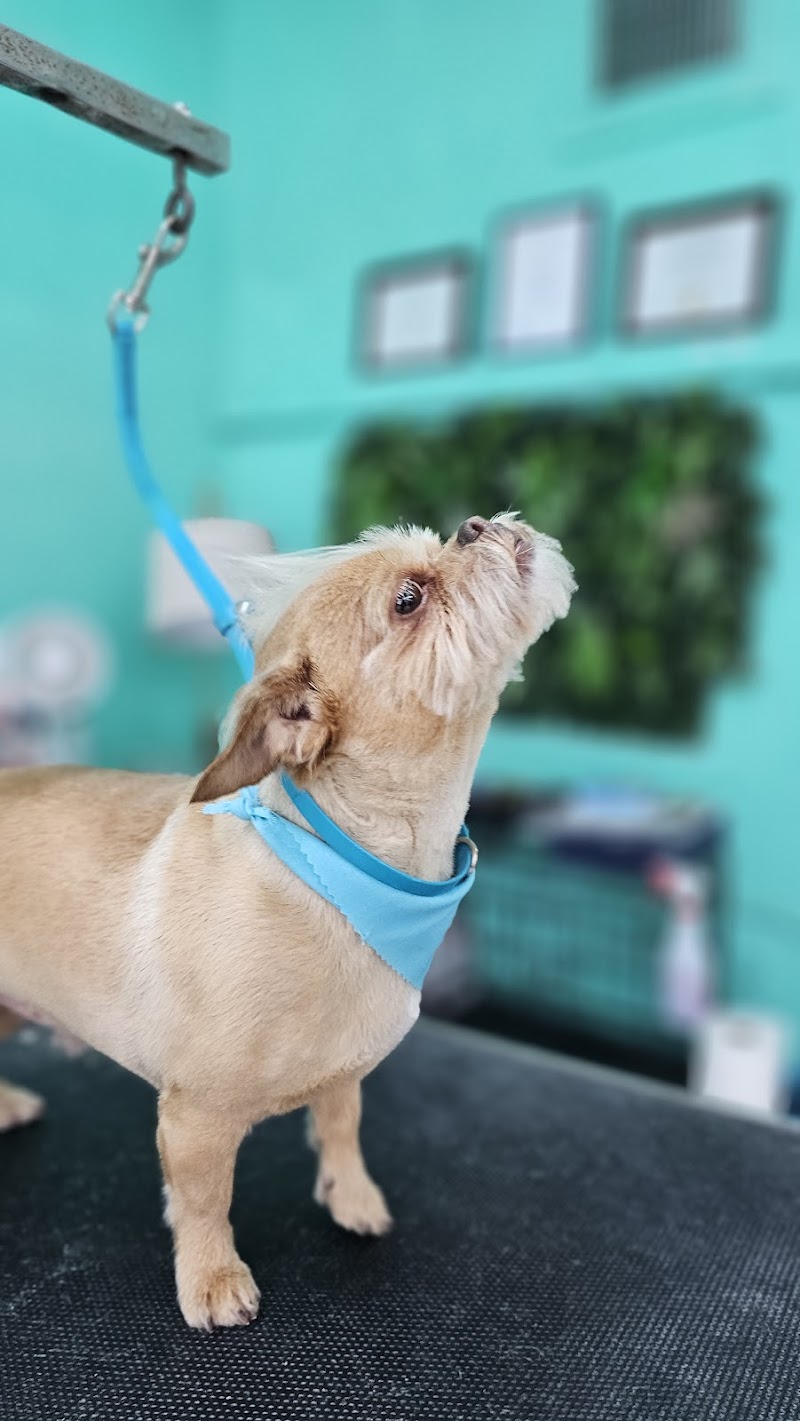 All In One Pet Parlor - Dog & Cat Grooming photo 4