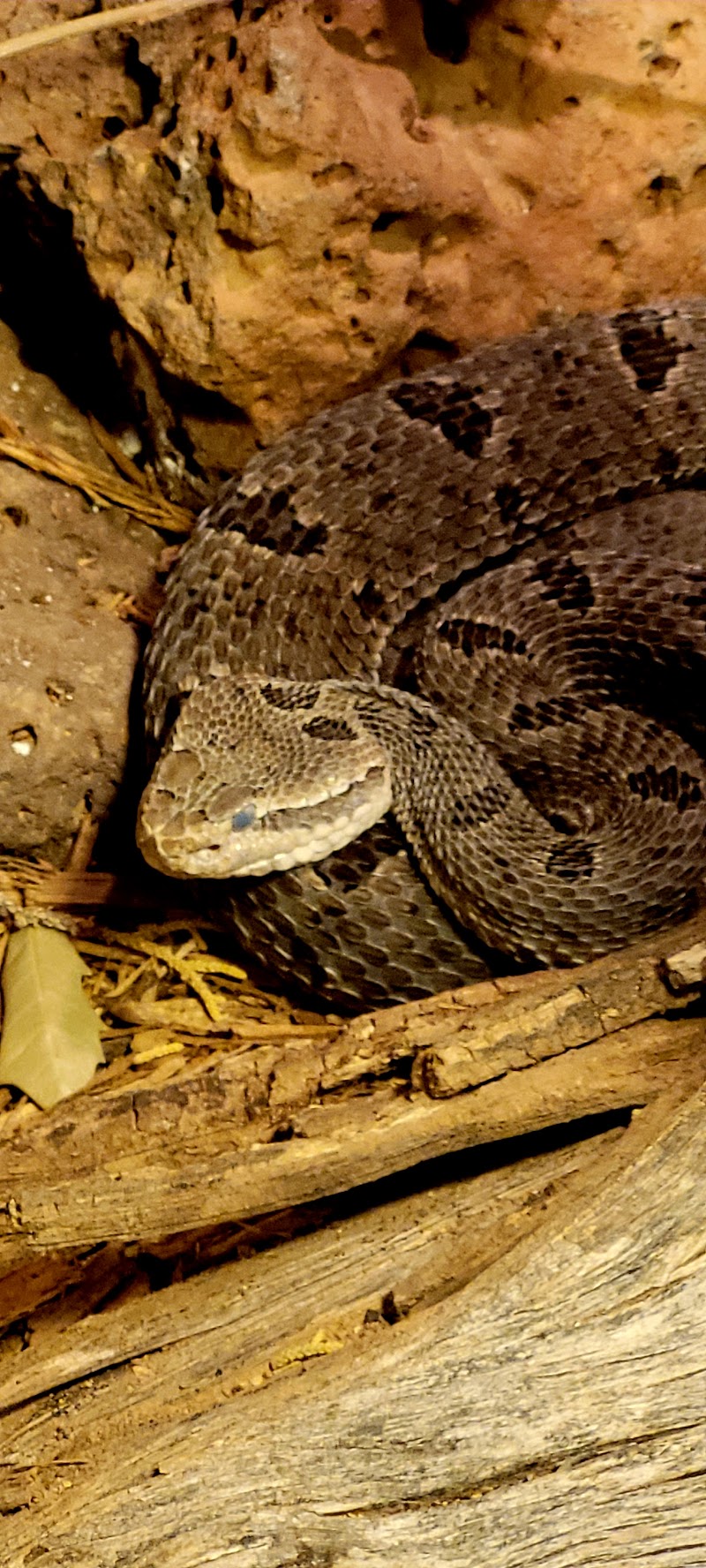 The Chiricahua Desert Museum photo 3