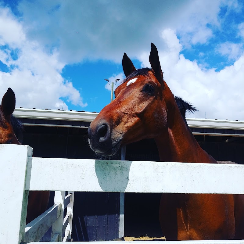 Distinctive Stables photo 5