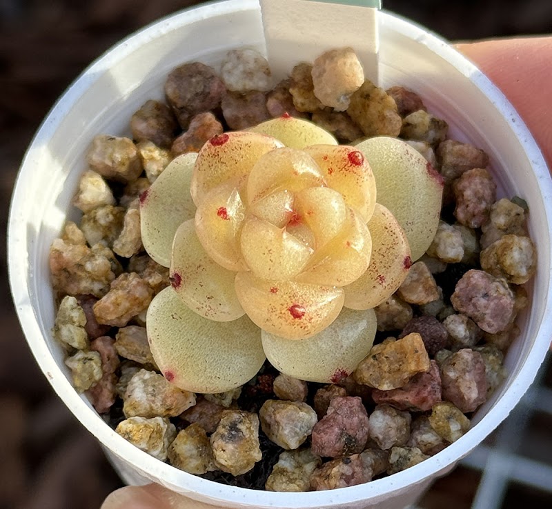 RDDsucculents photo 4