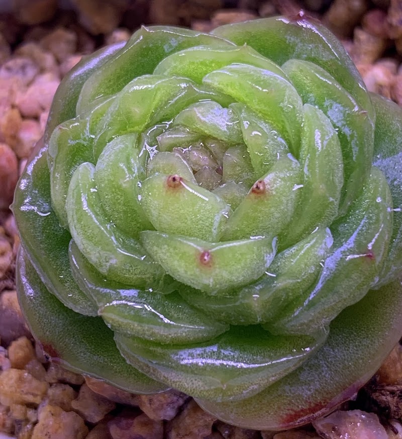Photo of RDDsucculents