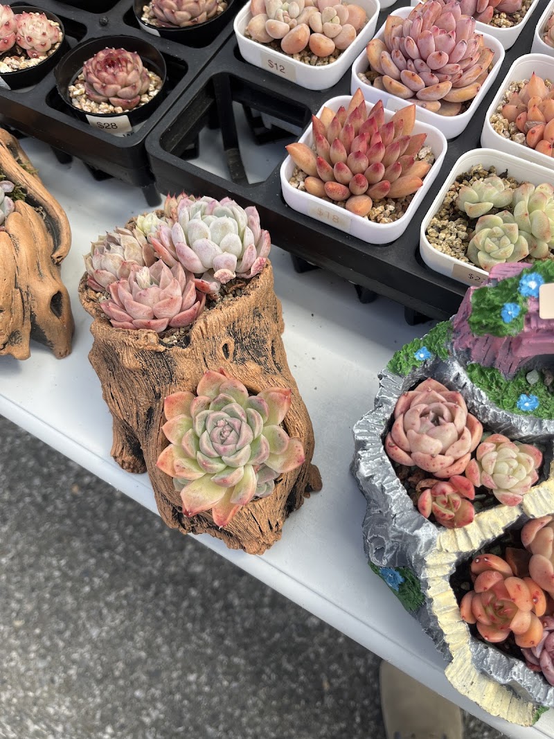 RDDsucculents photo 2
