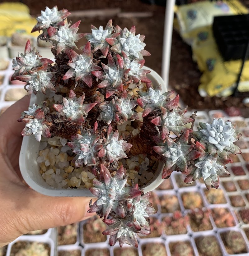 RDDsucculents photo 3
