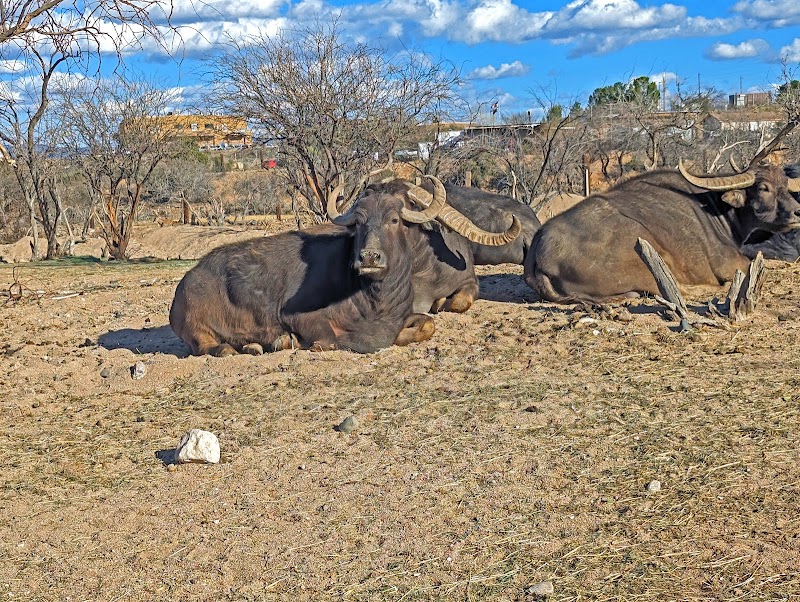 Out of Africa Wildlife Park photo 5