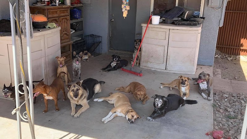 Photo of Veteran Embraced Pet Services - Pets of Vets