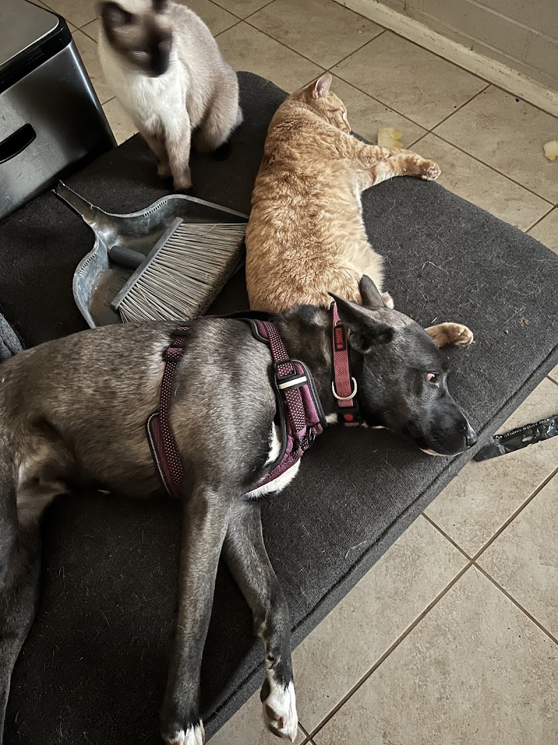 Veteran Embraced Pet Services - Pets of Vets photo 3