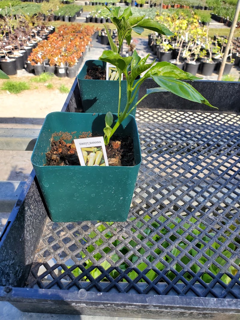 Lemuria Nursery photo 4