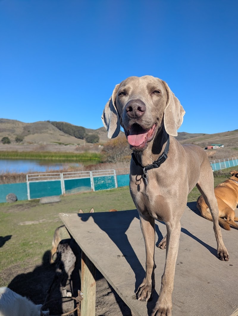Smilin Dogs photo 5