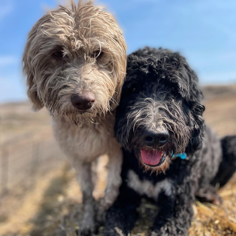 Smilin Dogs photo 3