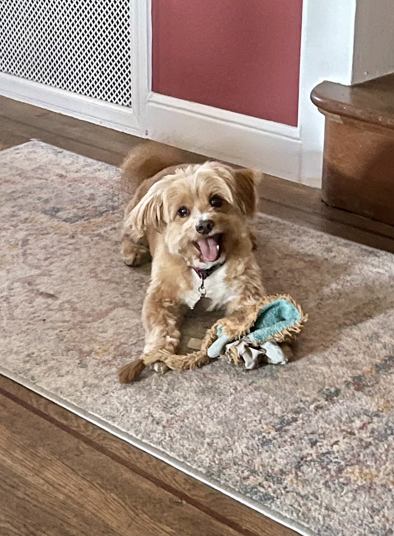 Smilin Dogs photo 2