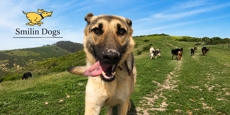 Photo of Smilin Dogs