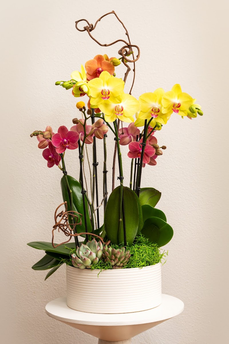 Pacific Blossoms photo 3