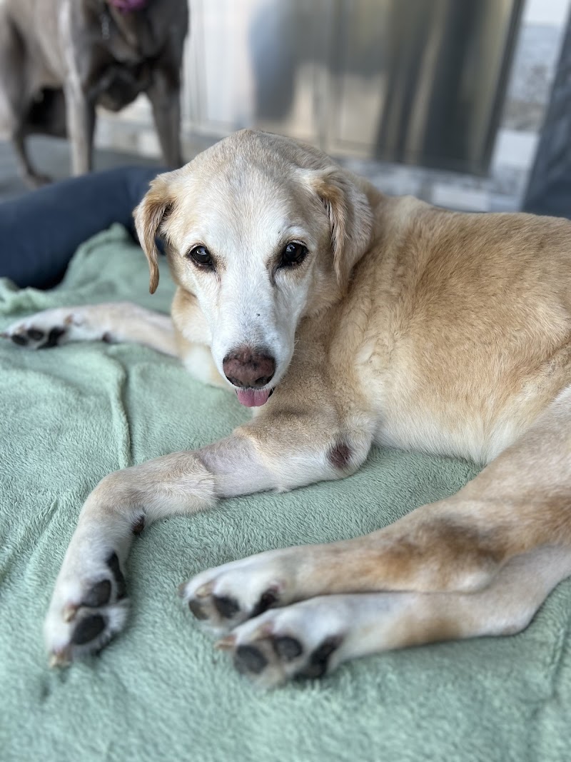 Apollo Beach Animal Hospital photo 3